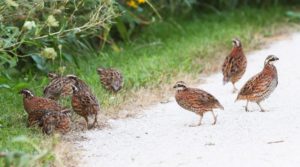 texas quail hunt 