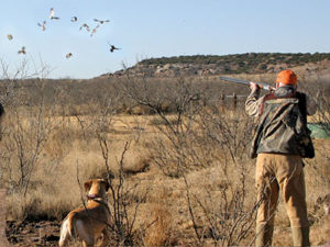 Bird Hunting in texas